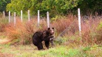 Все еще нет разрешения на отстрел медведя, напавшего на женщину