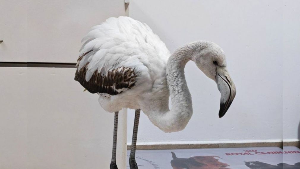 В окрестностях Бургаса спасли попавшего в беду фламинго