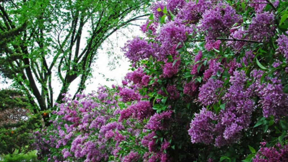 Сиреневая фиеста в Бузовграде