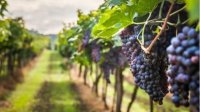 Прогнозы указывают на 30% роста урожая винограда