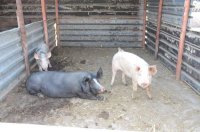 На данный момент в Болгарии не зарегистрированы случаи заболевания свиней африканской чумой