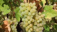 В Болгарии началась уборка винограда