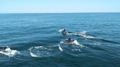 Война в Украине угрожает дельфинам в Черном море