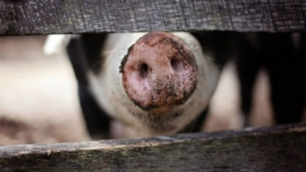 Введены дополнительные меры по превенции африканской чумы свиней