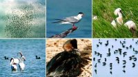 Международный год биоразнообразия: Заповедная местность “Пода” – одно из мест с наибольшей концентрацией птиц в Европе