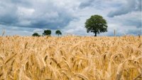 Повышение урожайности пшеницы в 2021 году