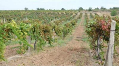 В Болграде объявлен конкурс на выбор географического названия для местных вин