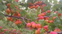 Производство фруктов в Болгарии сокращается, а импортеры диктуют их цены