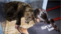 Парк в Белице приютил македонскую медведицу
