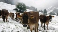 Суровая зима нипочем обитателям «Дикой фермы»