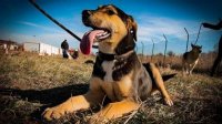 Более 220 софийских собак были усыновлены за год в Германии и Нидерландах