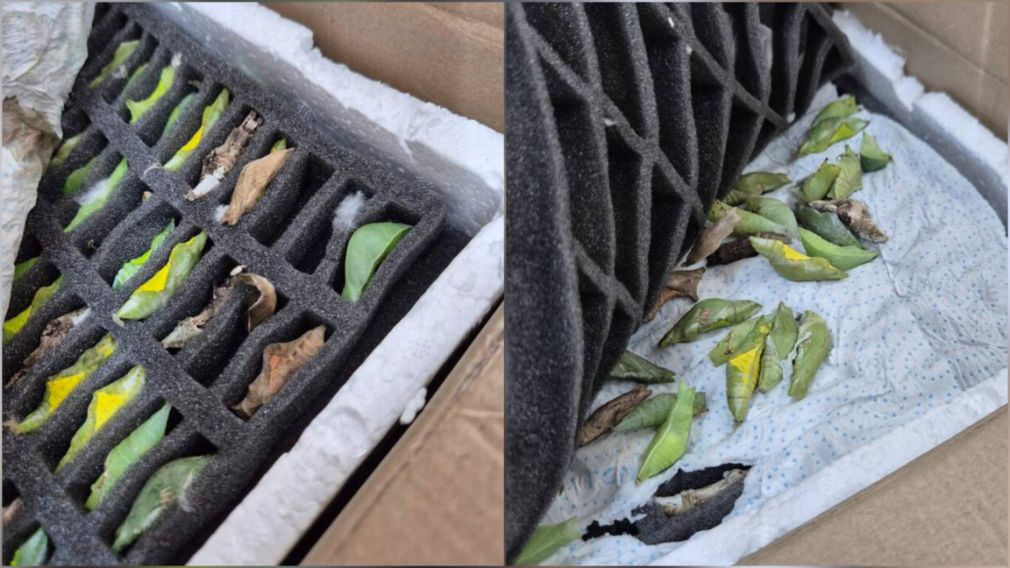 Пресечена попытка контрабанды коконов тропических бабочек в Турцию