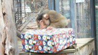 Софийский зоопарк ожидает членства в ЕАЗА