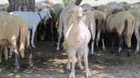 Президент Радев с тревогой следит за действиями по ликвидации очагов чумы по мелким жвачным животным