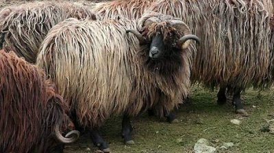Каракачанская овца – прародитель своих европейских потомков