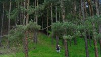 Неделя леса в 2012 г.: болгарские лесные хозяйства впервые стали прибыльными