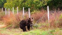 Популяция медведей в Болгарии ниже допустимой нормы