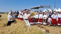 Началась жатва: Болгария сохраняет позиции производителя качественного зерна