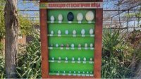 Зоопарк Бургаса представляет коллекцию экзотических яиц