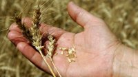 Хороший урожай для производителей зерна и тревоги для животноводов