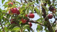Богатый урожай сливы и груш в Юго-Западной Болгарии, но налицо проблемы с реализацией продукции на рынке