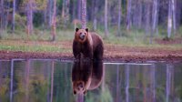Борино стартует первый в стране план по сожительству с медведями