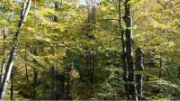 Румен Радев объявил инициативу «Посадим дерево, возродим болгарский лес»