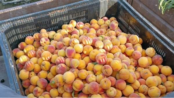 Импорт из Греции убивает болгарский бизнес, считают производители персиков