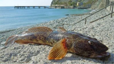 Рыба в Черном море также страдает от экстремальной жары