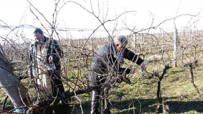 Праздник биологически чистого вина в селе Любеново