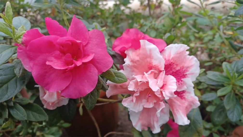 Азалии и рододендроны в Ботаническом саду Академии наук