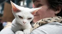 Международная выставка кошек демонстрирует элитные породы в Пловдиве