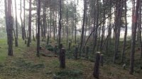 Тревожно высокий уровень незаконной рубки леса