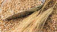 Болгарское зерно залеживается на складах