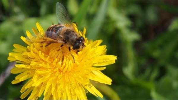 Теплая погода обманывает пчел в Родопах
