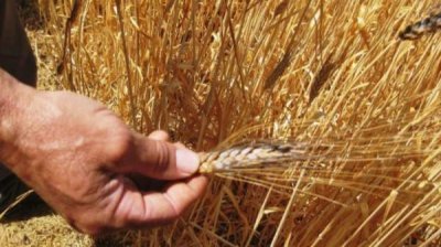 Богатую болгарскую селекцию семян предлагает Добруджский сельхозинститут