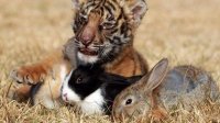 Болгары встретят год Кролика сдержанно и скептично