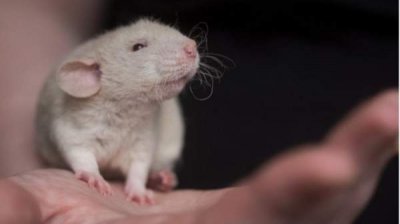 &quot;Без боли&quot; – болгарский вклад в кампанию по прекращению лабораторных экспериментов над животными