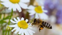 Болгарский мед пользуется спросом за границей