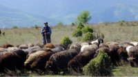 Древние породы овец и коз пасутся в окрестностях села Влахи