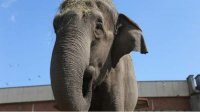 Зоопарк Софии прощается со слонихой Артайда