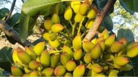 Европейские субсидии – определяющий фактор посадки фруктовых садов в Болгарии