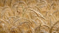 Болгария ожидает рекордного урожая пшеницы в этом году