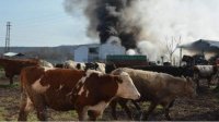Фермеры, понесшие убытки из-за пожаров, получат компенсации