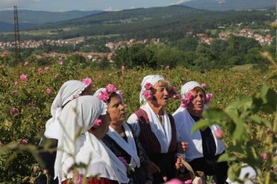 Пандемия коронавируса угрожает и производству розового масла в Болгарии