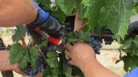 Мелник: традиции виноделия и современные технологии