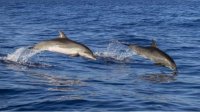 Болгарские ученые исследуют коммуникацию дельфинов в Черном море