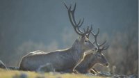 Продолжается расселение оленей в горах Родопы