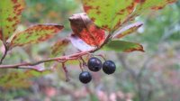 Странджанская черника – древняя ягода с третичного периода