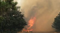Чехия направит два вертолета для тушения пожаров в Болгарии